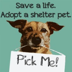 save_a_life_adopt_a_shelter_pet-bergencountyanimalshelter